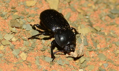 Parastizopus
