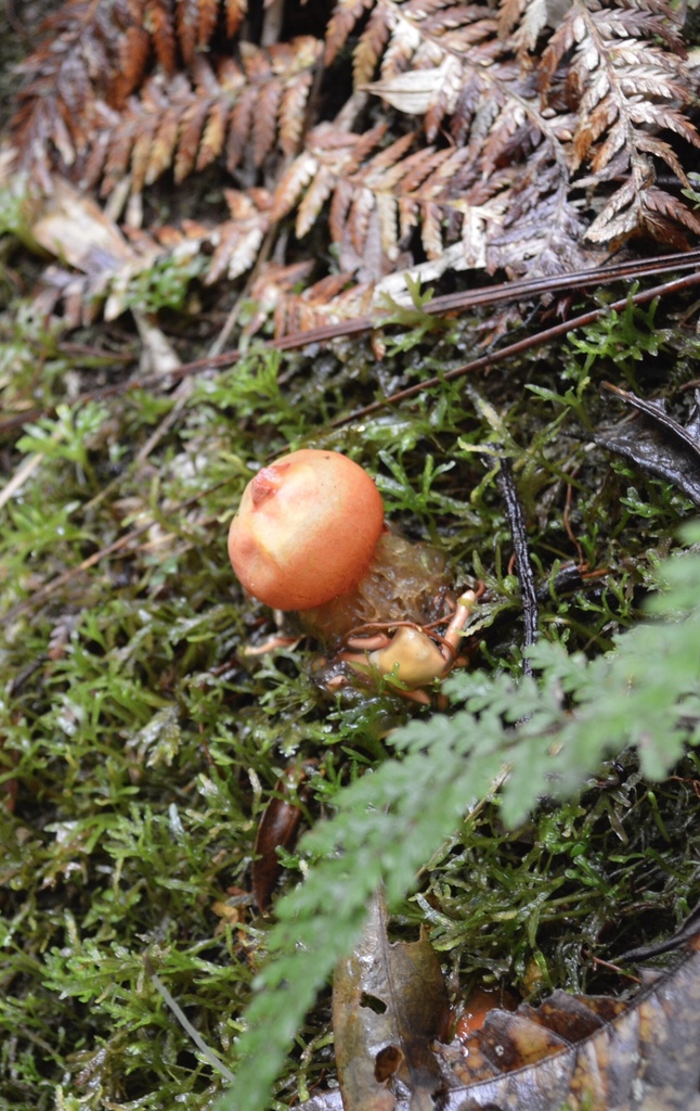 Calostoma cinnabarinum · October 2014 · photo: © manalejo (iNaturalist, cc-by-nc)