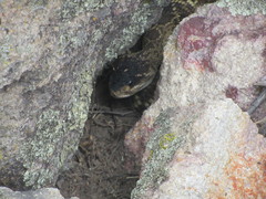 Crotalus molossus nigrescens