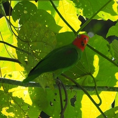 Geoffroyus geoffroyi