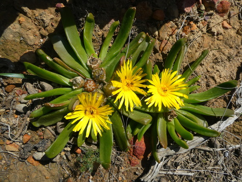 Mesembryanthemum linguaeforme var. rufescens Haw.