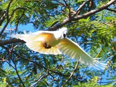 Cacatua moluccensis