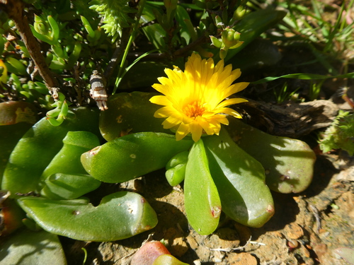 Mesembryanthemum linguaeforme var. rufescens Haw. 2