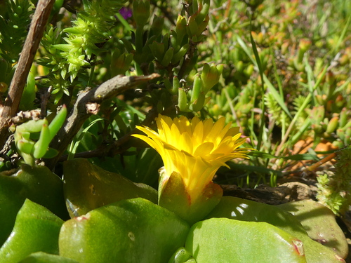 Mesembryanthemum linguiforme var. angustum Haw.