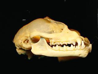 Javan Slit-faced Bat