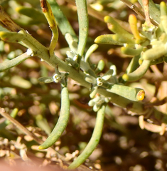 Senecio polygaloides