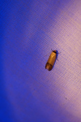 Tachystola stenoptera