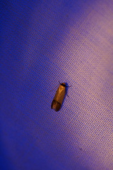 Tachystola stenoptera