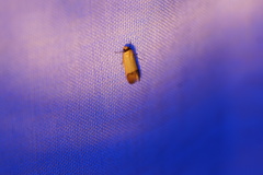 Tachystola stenoptera