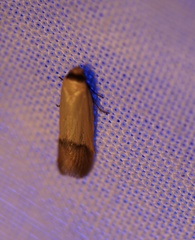 Tachystola stenoptera