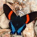 Mariposa Aretillo - Photo (c) Andrew Neild, algunos derechos reservados (CC BY-NC-ND)