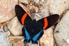 Inca Metalmark - Photo (c) Andrew Neild, some rights reserved (CC BY-NC-ND)