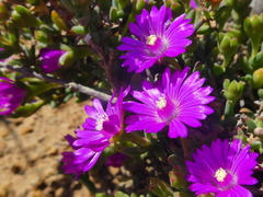 Drosanthemum quadratum