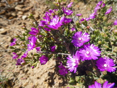 Drosanthemum quadratum
