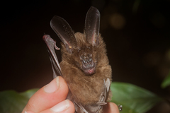 Malayan Slit-Faced Bat photo 2