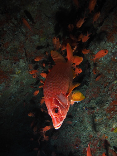 Sabre Squirrelfish — seen at this dive site