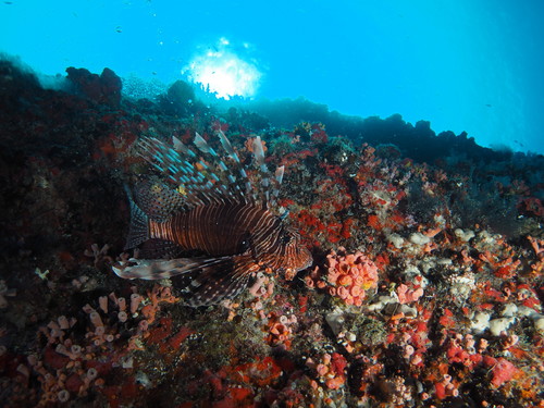 Indian Lionfish — seen at this dive site