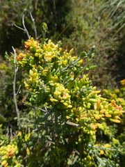 Manochlamys albicans