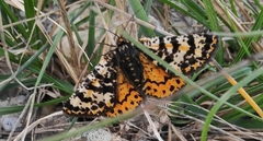 Eurranthis plummistaria