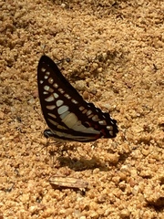 Graphium evemon eventus