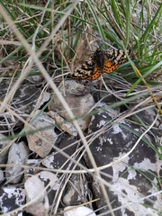 Eurranthis plummistaria