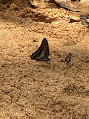 Graphium evemon eventus