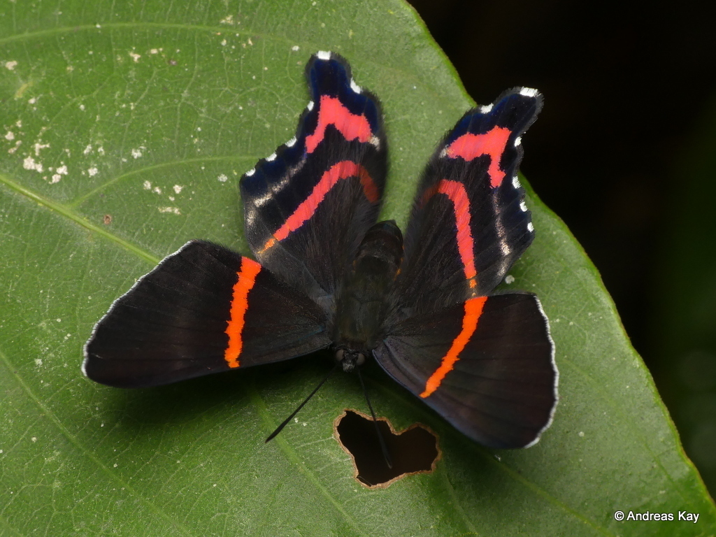 Ancyluris
