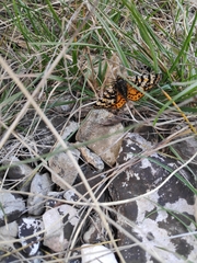 Eurranthis plummistaria