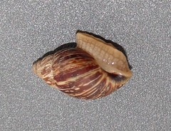 Bothriembryon brazieri