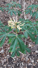 Aesculus pavia flavescens