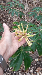 Aesculus pavia flavescens