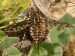 Diptera