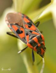 Spilostethus saxatilis