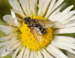 Diptera