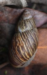 Bothriembryon brazieri