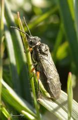 Dolerus
