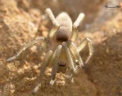 Araneae