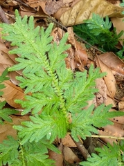 Selaginella delicatula