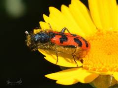 Trichodes umbellatarum