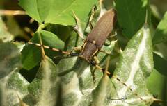 Agapanthia annularis