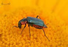 Clanoptilus abdominalis