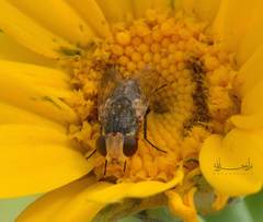 Diptera