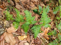 Selaginella delicatula