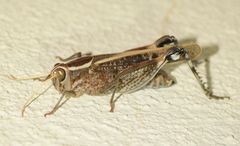 Calliptaminae