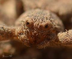 Araneae