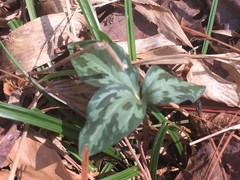 Trillium cuneatum