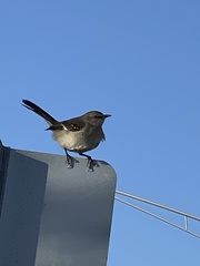 Mimus polyglottos image