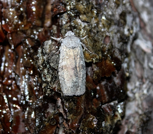 Pale Greeen Pinion Moth