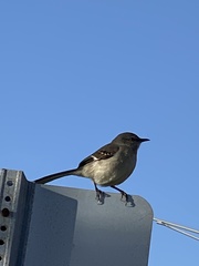 Mimus polyglottos image