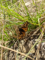 Eurranthis plummistaria